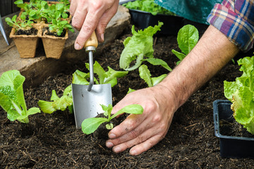 Farmer planting young seedlings