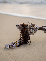 Branch with seashells on the beach in Koh Samui Thailand