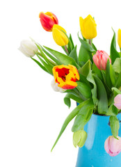 bouquet of multicolored   tulip flowers in blue pot