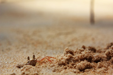 Closeup of Crab digging a hole in the sand