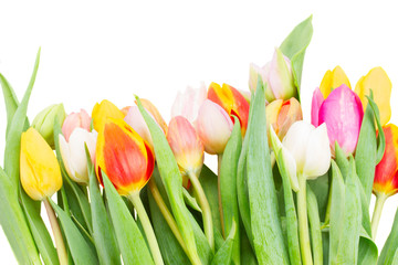 border of multicolored   tulip flowers in white pot