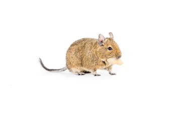 Cute Degu with a nut