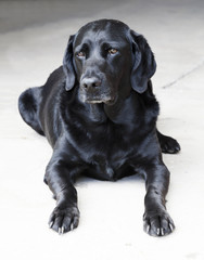 black labrador sitting in the courtyard