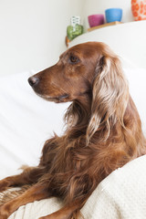 Irish Setter on a couch...