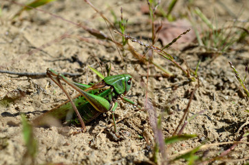 grashopper