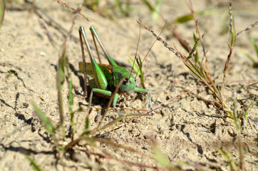 grashopper