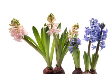 Blaue und rosa Hyazinthen