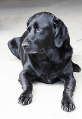 black labrador sitting in the courtyard looking aside