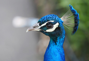 The colorful peacock close up portrait