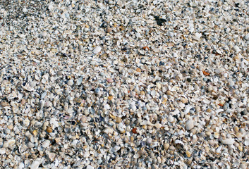 The big amount of small shells laying on the ground