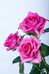 Pink roses