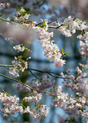 The sakura blossom under warm spring light