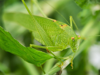 Macro shot of grasshopper.
