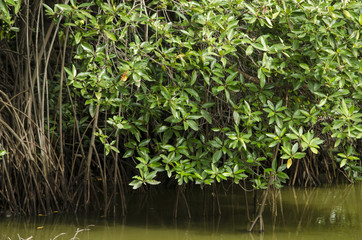 Mangrove tree at mangrove forest