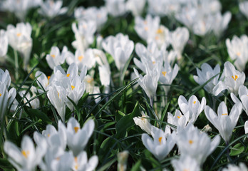Many white crocus flowers growing under the spring sunshine