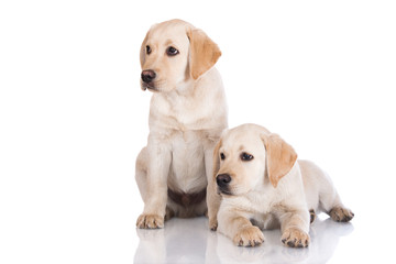 two labrador puppies on white