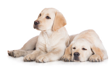 two labrador puppies lying down on white © otsphoto