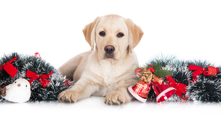 adorable labrador puppy with Christmas decorations