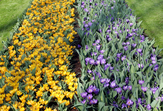 Fototapeta The big amount of purple and yellow crocuses growing in the park