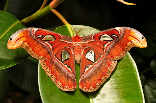 World largest moth,the Atlas moth
