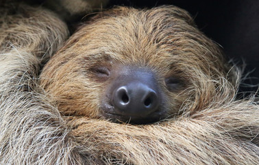 Close-up view of a Two-toed sloth