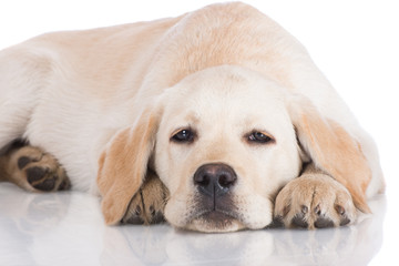 sad yellow labrador puppy