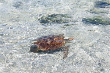 Sea turtle gliding through crystal clear shallow waters, under bright sunlight in Galapagos Islands, Ecuador. Darwin, evolution, endemic, travel, tourism, no people, nature, wildlife, animal, ecology
