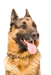 Portrait of a German shepherd
