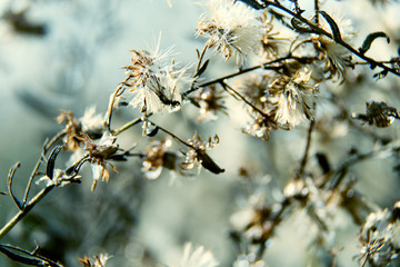 Black and white abstract flower background