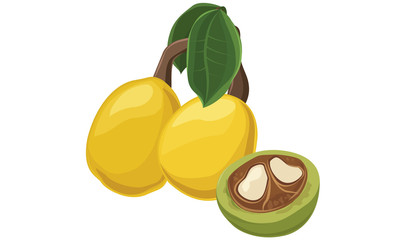 Marula fruit, tree, nut, Vector