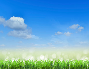 Obraz premium field.Grass and sky. background