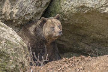 Braunbär vor der Höhle