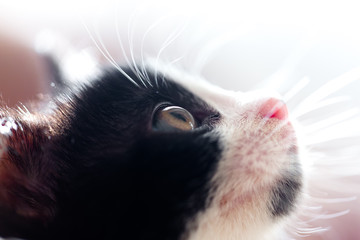 Katzenbaby