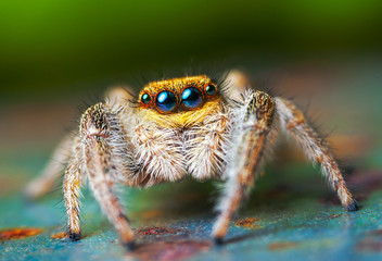 Jumping spider - Powered by Adobe