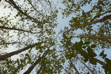 Teak natural forest, Luang Prabang, Laos.