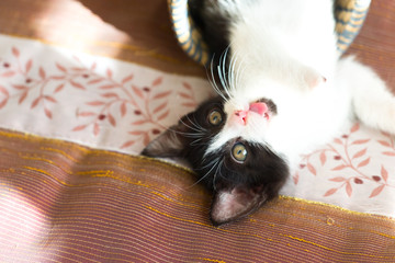 Katzenbaby