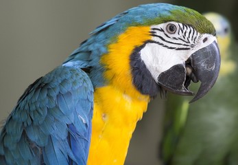 Blue & Yellow McCaw Parrot