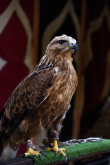 Harris eagle