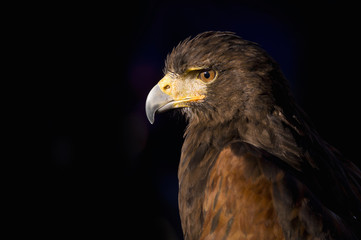eagle head harris with black background
