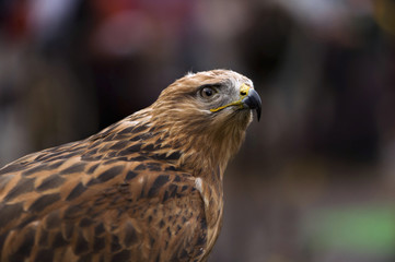 Eagle head harris
