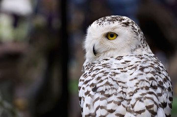 Snowy Owl Yellow Eyes in the forest