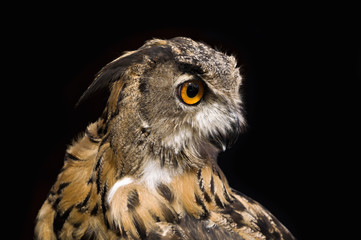 Head of an owl