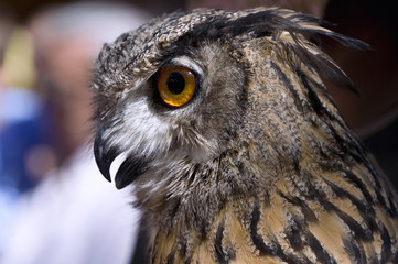 Head of an owl