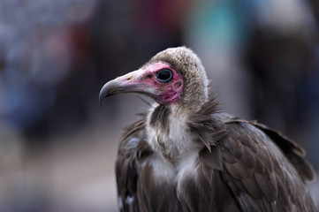 Vulture head