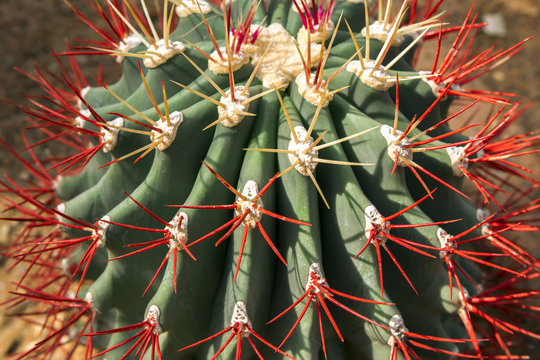 Painted Cactus.
