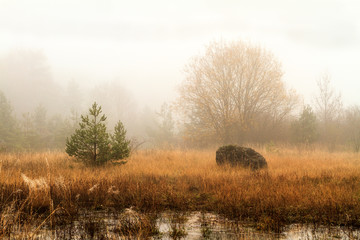 foggy november landscape