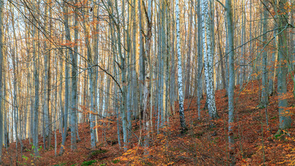 Birch Trees