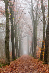 Naklejka premium foggy forest