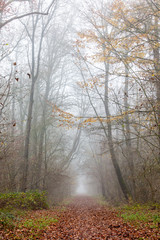 foggy forest