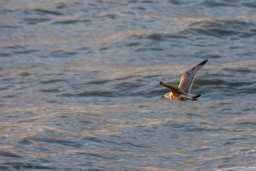 seagull lifting off at sea